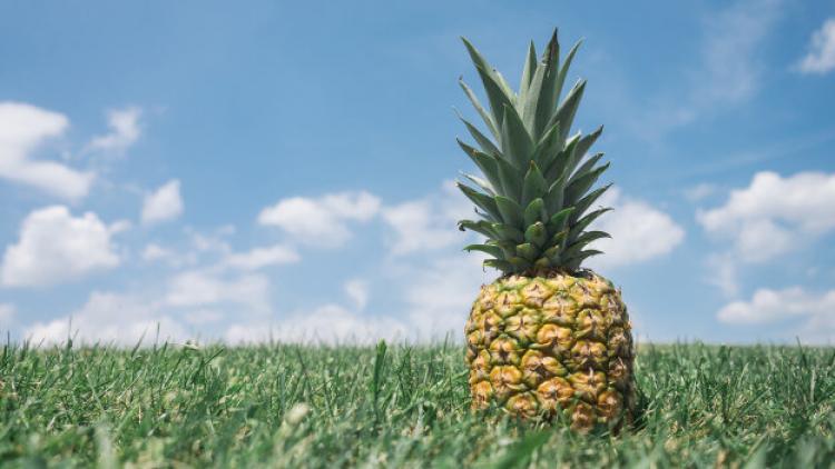 pineapple-624